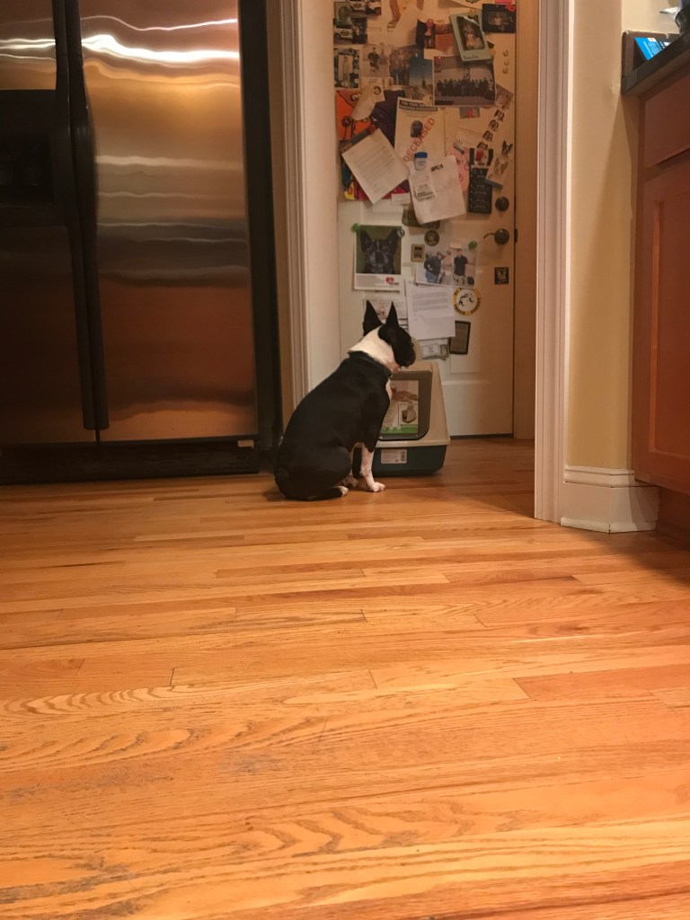 Finn wants to use the litter box.
